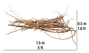 branches tied with measurements