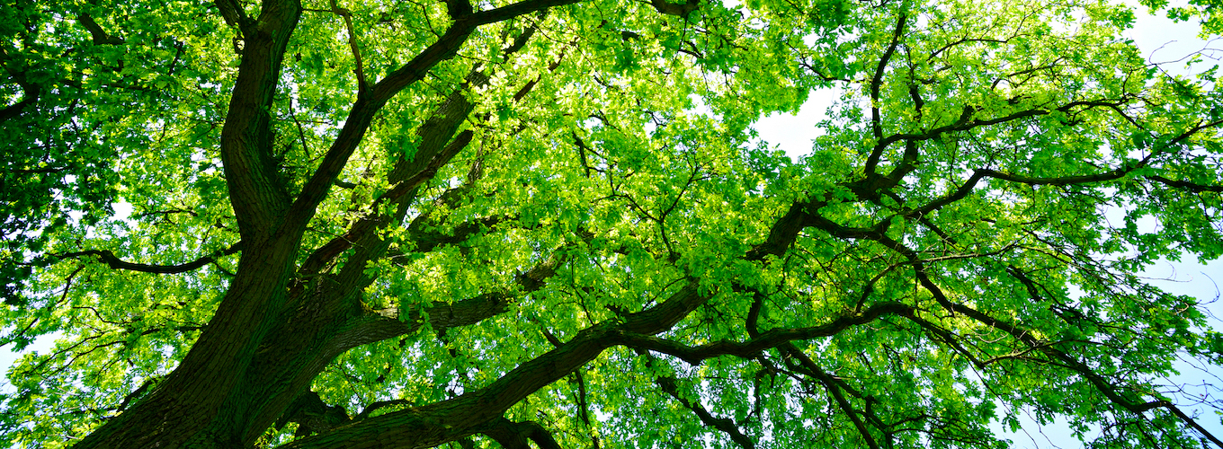 Slider-Tree-Canopy-v2
