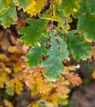 Oak leaves showing wilt