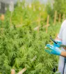 cannabis growing in a greenhouse